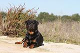 ROTTWEILER 108